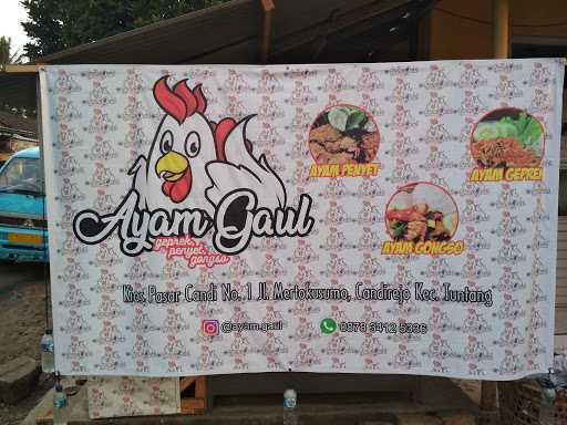 Ayam Gaul 7