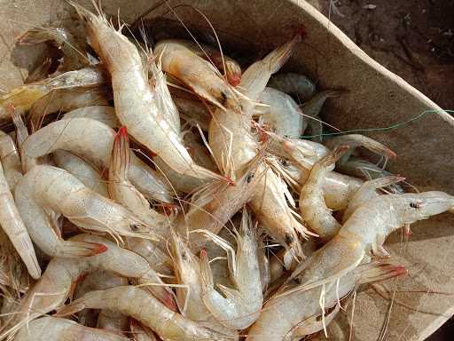 Jual Beli Udang Hidup/Mati 7