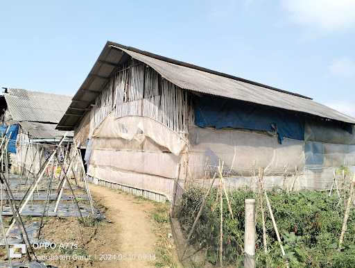 Rukmana Kandang Ayam 1