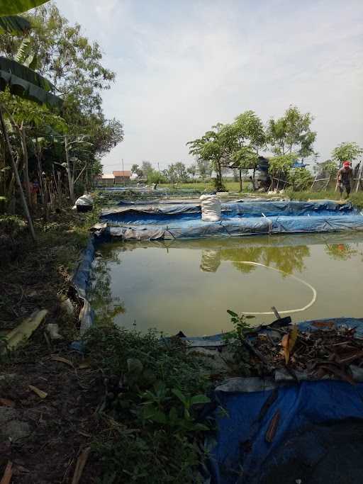 Ikan Lele Mentah 2