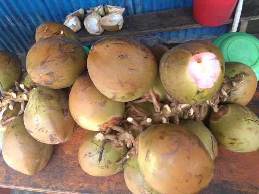 Kelapa Muda Serat Merah Pln 1