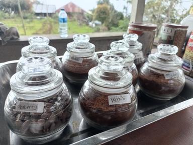 WANAGIRI COFFEE PLANTATION BALI AND LUWAK COFFEE