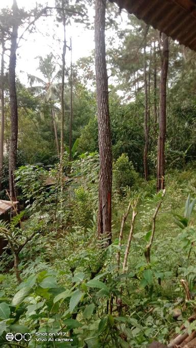 PADEPOKAN KELAPA MUDA