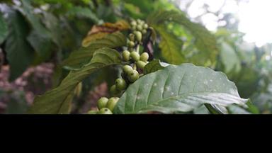 KOPI CINTA ASLI BOGOR