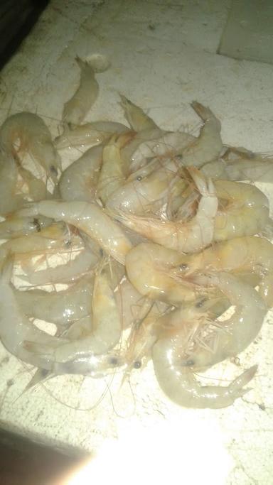 JUAL BELI IKAN SEGAR MANDA :)