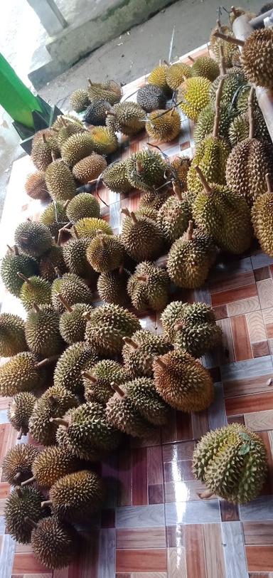 MAHMUDI DURIAN