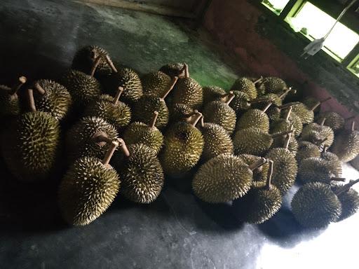 AZKA DURIAN