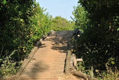 EKOWISATA KEDUNG COWET MANGROVE CEMARA INDAH