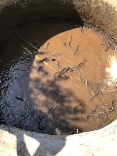 KOLAM SINDANG RERET UNAGI FARM