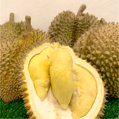 PUSAT DURIAN BOGOR