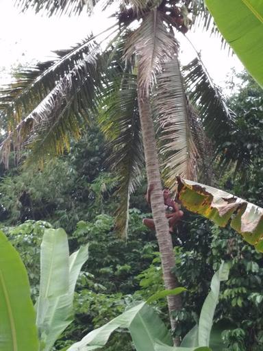 WARUNG KOPI IBU UUS