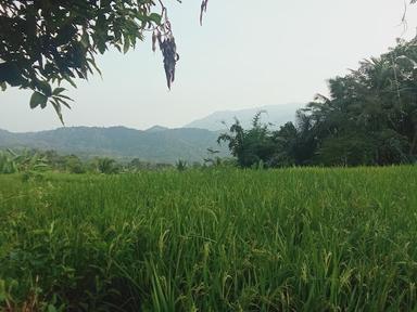 WARUNG SAWAH BI ALAH