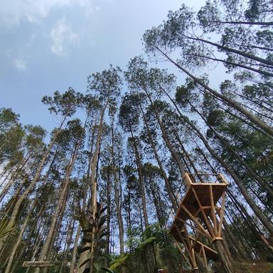 HUTAN PINUS CILOREK