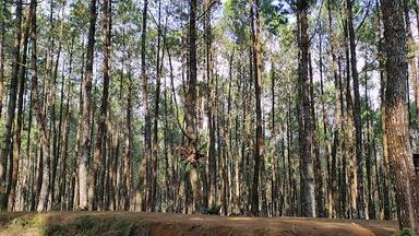 HUTAN PINUS CILOREK