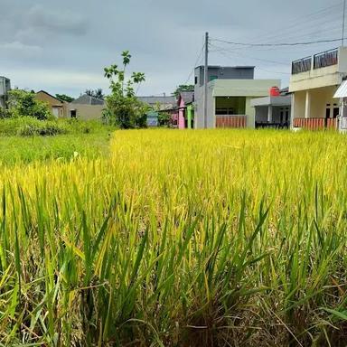 WARUNG SAWAH A AI