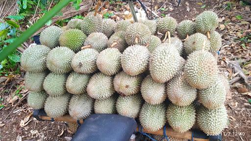 DUREN JAHA CINOYONG CARITA PANDEGLANG