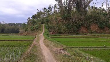 CENENG BOK DARMI