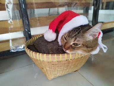 CAT CAFE & CAT BOARDING SANUR