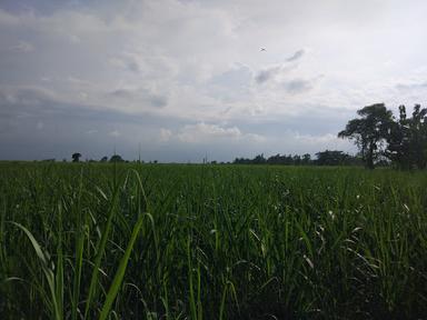 BAKSO DAN MIE AYAM