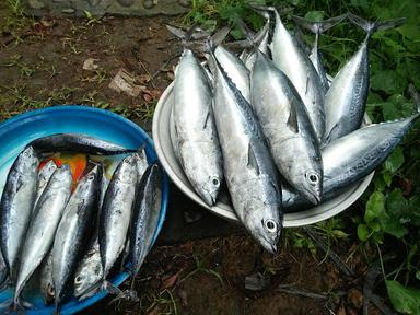 PONDOK IKAN BAKAR