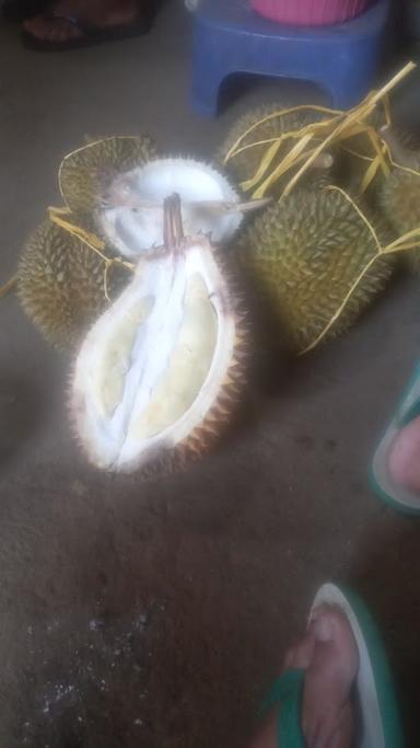 DURIAN BRONGKOL MBAH GURU SARDI