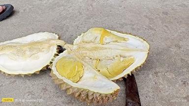 MAPIA DURIAN