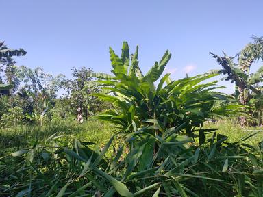 ANEKA CEMILAN LENDANG BANANA FRUIT