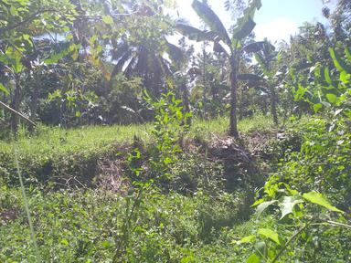 ANEKA CEMILAN LENDANG BANANA FRUIT