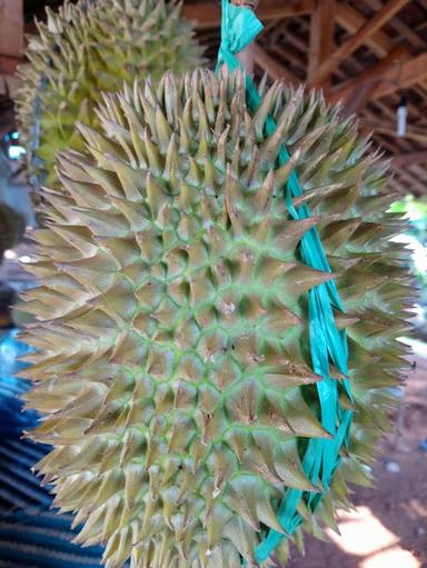 DURIAN BANG YADI