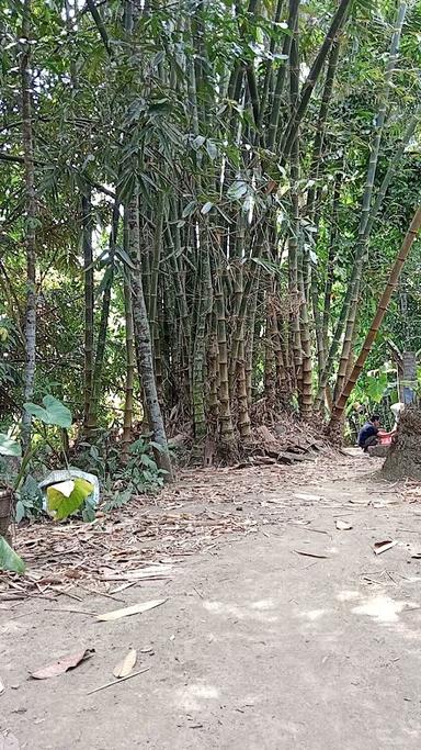 TONGSENG B1 JAMU MBAK PARTI