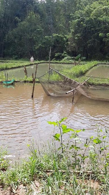 TAMBAK IKAN NILA