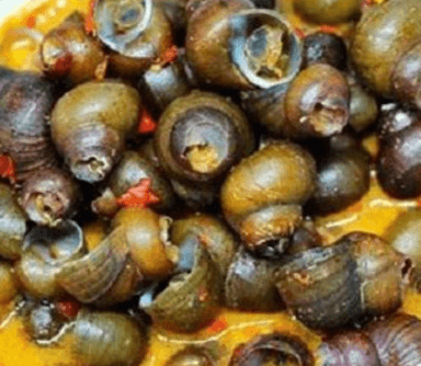 KERANG IJO SI BOLANG