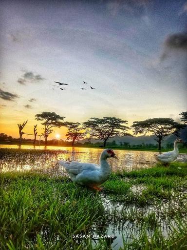 LAPAK BURUNG DARA