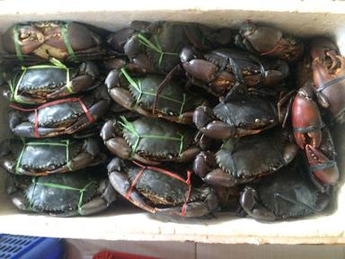 RAJA KEPITING SYAIFUL CRABS INDONESIA