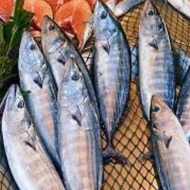 JUAL IKAN LAUT DAN TAWAR SEGAR