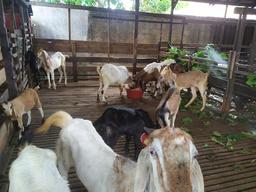 Photo's Kambing Aqiqah H Bahram