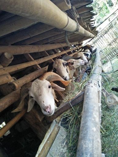 JK JUAL BELI KAMBING