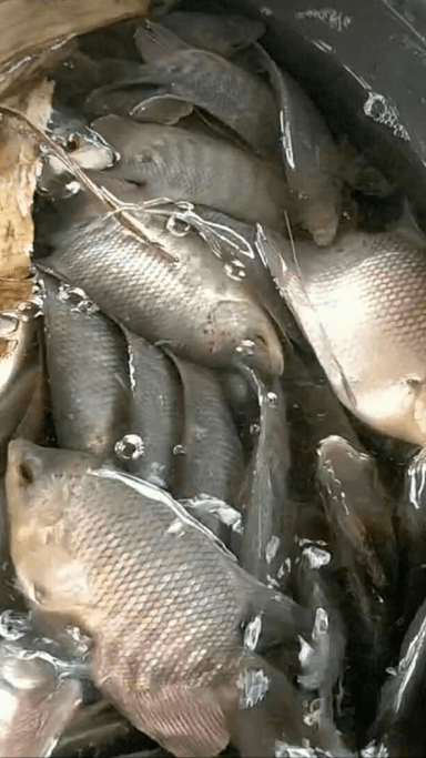 JUAL IKAN SEGAR BY BILAR