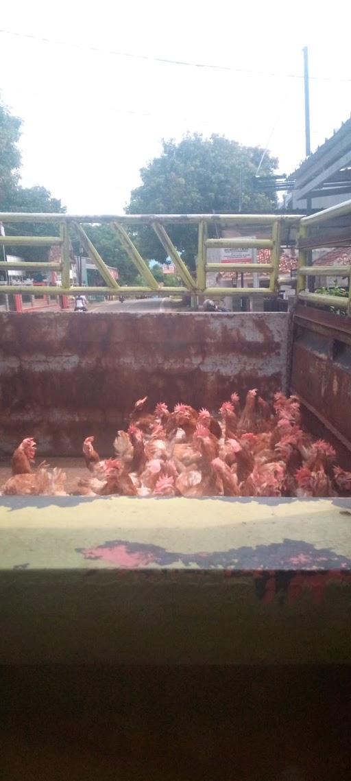 JUAL AYAM POTONG AYAM MERAH