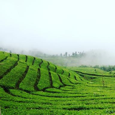 ULIN DI BANDUNG