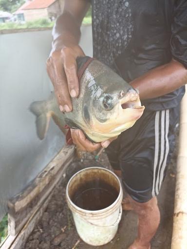 PEMANCINGAN ABAH ROMI