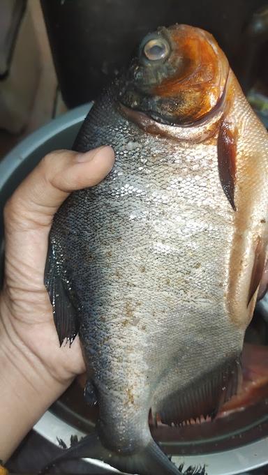 AYAM BAKAR KOWANTARA CABANG 16 KAYUMANIS