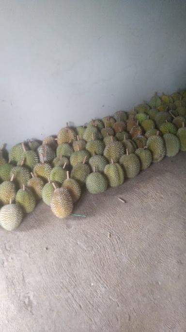 DUREN PANCUR ARDI