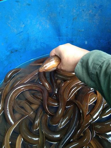 WARUNG BELUT HOROR