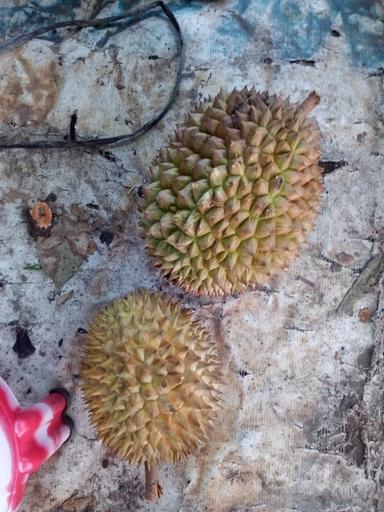 DURIAN SETAN