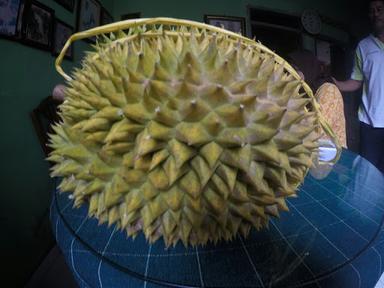 DURIAN KHOLIL SEMARANG