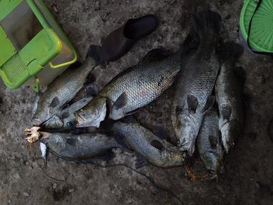 MANCING BAGAN MUARA GEMBONG