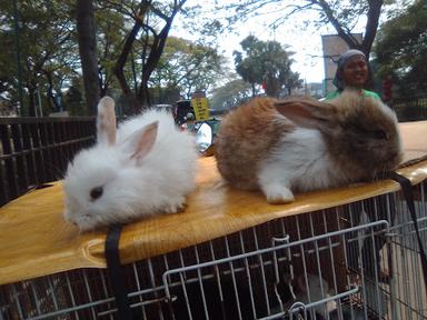 NASI KEBULI MALIKA BAHIR BAHTIAR