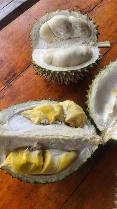 SENTRA DUREN NGANTANG