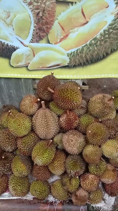 SENTRA DUREN NGANTANG